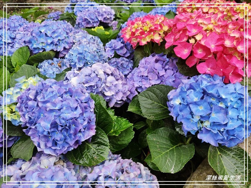 大安森林公園-台北/杜鵑繡球花美炸!2021花季新打卡點不可錯過～ - 潔絲蜜愛生活