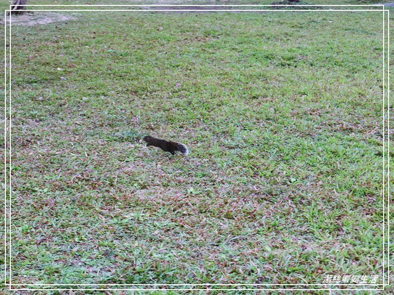 大安森林公園-台北/杜鵑繡球花美炸!2021花季新打卡點不可錯過～ - 潔絲蜜愛生活