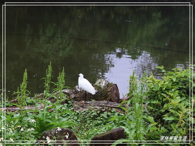 大安森林公園-台北/杜鵑繡球花美炸!2021花季新打卡點不可錯過～ - 潔絲蜜愛生活
