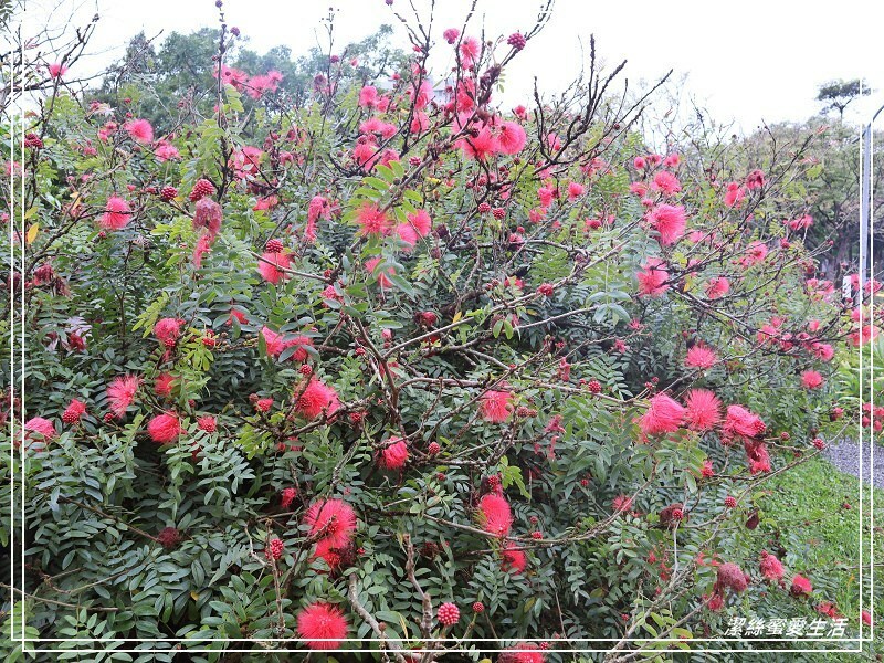 大安森林公園-台北/杜鵑繡球花美炸!2021花季新打卡點不可錯過～ - 潔絲蜜愛生活