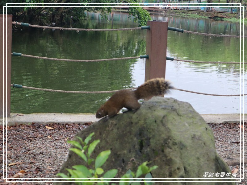 大安森林公園-台北/杜鵑繡球花美炸!2021花季新打卡點不可錯過～ - 潔絲蜜愛生活
