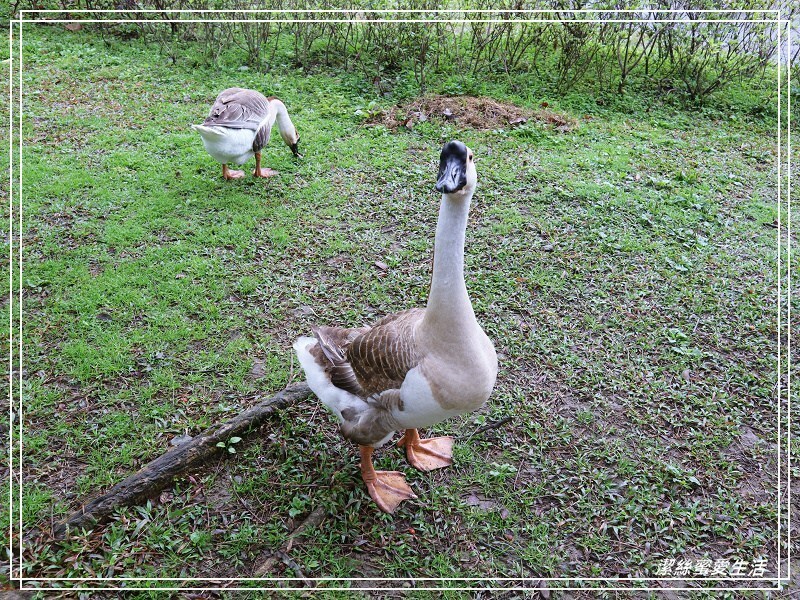 大安森林公園-台北/杜鵑繡球花美炸!2021花季新打卡點不可錯過～ - 潔絲蜜愛生活