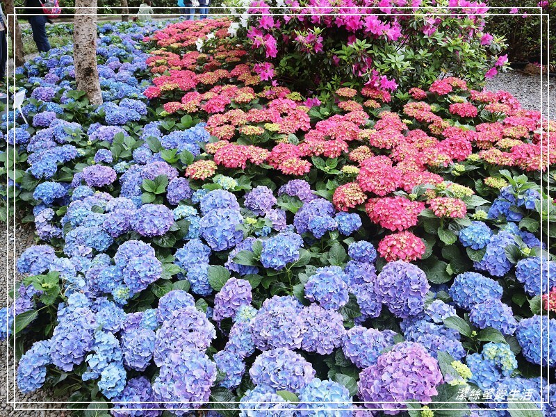 大安森林公園-台北/杜鵑繡球花美炸!2021花季新打卡點不可錯過～ - 潔絲蜜愛生活