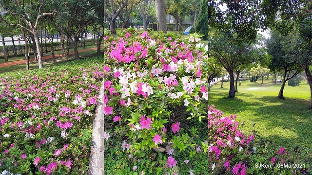 大安森林公園杜鵑花、繡球花與薰衣草花展(Rhododendron , Hydrangea & lavender flower exhibition at Daan Forest Park), Taipei, Taiwan, SJKen, Mar 1, 2021.