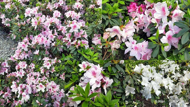 大安森林公園杜鵑花、繡球花與薰衣草花展(Rhododendron , Hydrangea & lavender flower exhibition at Daan Forest Park), Taipei, Taiwan, SJKen, Mar 1, 2021.