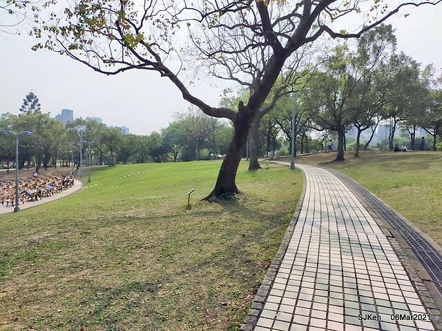 大安森林公園杜鵑花、繡球花與薰衣草花展(Rhododendron , Hydrangea & lavender flower exhibition at Daan Forest Park), Taipei, Taiwan, SJKen, Mar 1, 2021.