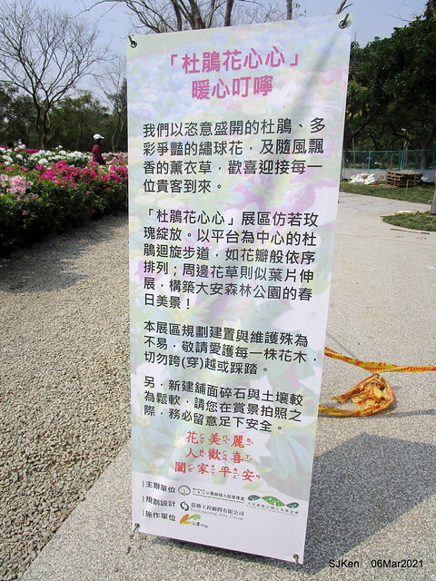 大安森林公園杜鵑花、繡球花與薰衣草花展(Rhododendron , Hydrangea & lavender flower exhibition at Daan Forest Park), Taipei, Taiwan, SJKen, Mar 1, 2021.