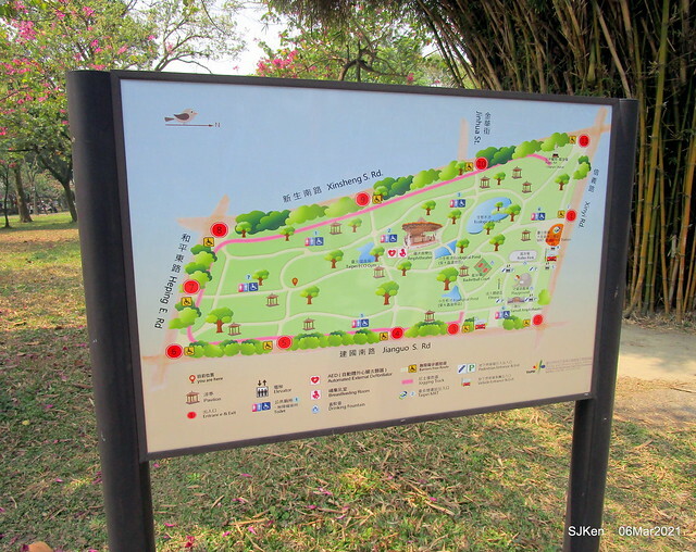 大安森林公園杜鵑花、繡球花與薰衣草花展(Rhododendron , Hydrangea & lavender flower exhibition at Daan Forest Park), Taipei, Taiwan, SJKen, Mar 1, 2021.