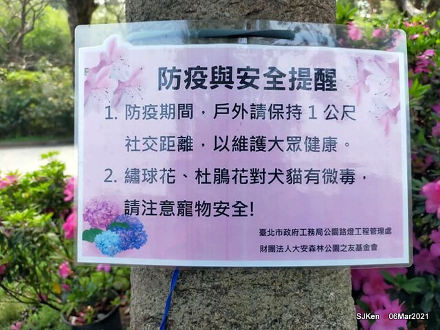 大安森林公園杜鵑花、繡球花與薰衣草花展(Rhododendron , Hydrangea & lavender flower exhibition at Daan Forest Park), Taipei, Taiwan, SJKen, Mar 1, 2021.