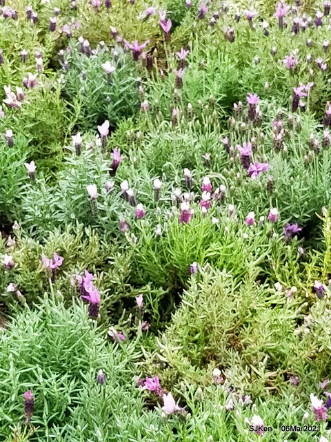 大安森林公園杜鵑花、繡球花與薰衣草花展(Rhododendron , Hydrangea & lavender flower exhibition at Daan Forest Park), Taipei, Taiwan, SJKen, Mar 1, 2021.