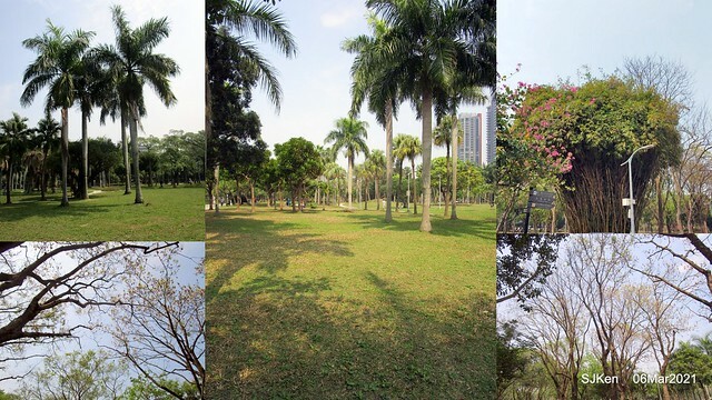 大安森林公園杜鵑花、繡球花與薰衣草花展(Rhododendron , Hydrangea & lavender flower exhibition at Daan Forest Park), Taipei, Taiwan, SJKen, Mar 1, 2021.
