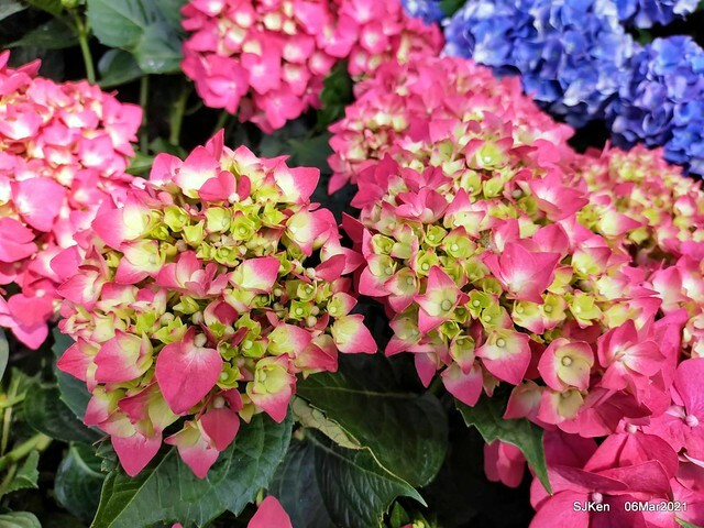 大安森林公園杜鵑花、繡球花與薰衣草花展(Rhododendron , Hydrangea & lavender flower exhibition at Daan Forest Park), Taipei, Taiwan, SJKen, Mar 1, 2021.