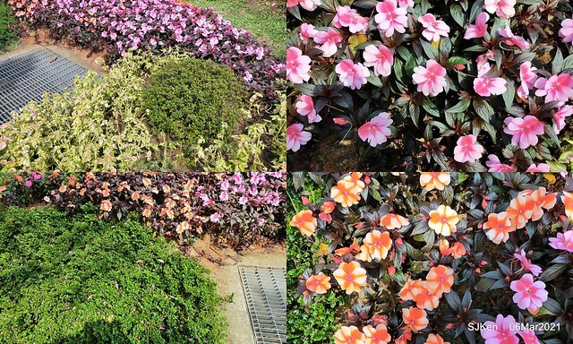 大安森林公園杜鵑花、繡球花與薰衣草花展(Rhododendron , Hydrangea & lavender flower exhibition at Daan Forest Park), Taipei, Taiwan, SJKen, Mar 1, 2021.
