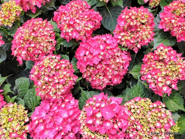 大安森林公園杜鵑花、繡球花與薰衣草花展(Rhododendron , Hydrangea & lavender flower exhibition at Daan Forest Park), Taipei, Taiwan, SJKen, Mar 1, 2021.
