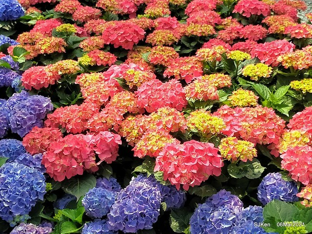 大安森林公園杜鵑花、繡球花與薰衣草花展(Rhododendron , Hydrangea & lavender flower exhibition at Daan Forest Park), Taipei, Taiwan, SJKen, Mar 1, 2021.