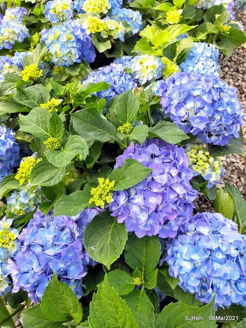大安森林公園杜鵑花、繡球花與薰衣草花展(Rhododendron , Hydrangea & lavender flower exhibition at Daan Forest Park), Taipei, Taiwan, SJKen, Mar 1, 2021.