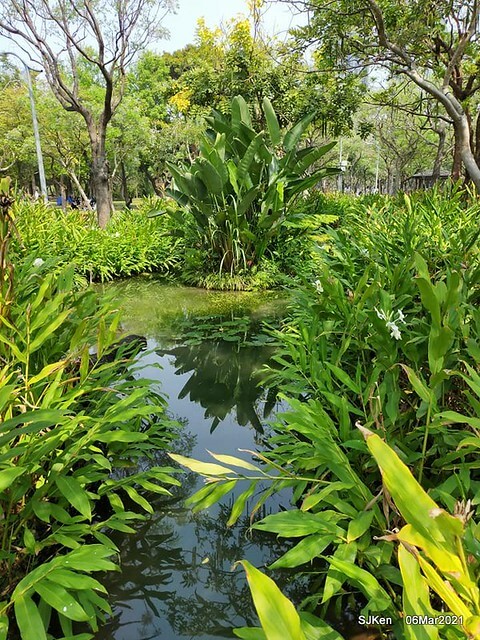 大安森林公園杜鵑花、繡球花與薰衣草花展(Rhododendron , Hydrangea & lavender flower exhibition at Daan Forest Park), Taipei, Taiwan, SJKen, Mar 1, 2021.