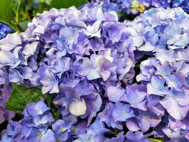 大安森林公園杜鵑花、繡球花與薰衣草花展(Rhododendron , Hydrangea & lavender flower exhibition at Daan Forest Park), Taipei, Taiwan, SJKen, Mar 1, 2021.