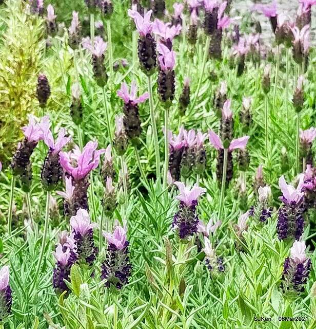 大安森林公園杜鵑花、繡球花與薰衣草花展(Rhododendron , Hydrangea & lavender flower exhibition at Daan Forest Park), Taipei, Taiwan, SJKen, Mar 1, 2021.