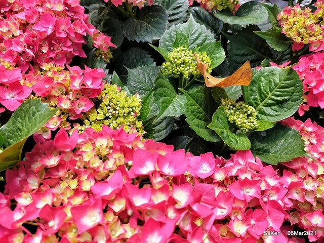 大安森林公園杜鵑花、繡球花與薰衣草花展(Rhododendron , Hydrangea & lavender flower exhibition at Daan Forest Park), Taipei, Taiwan, SJKen, Mar 1, 2021.