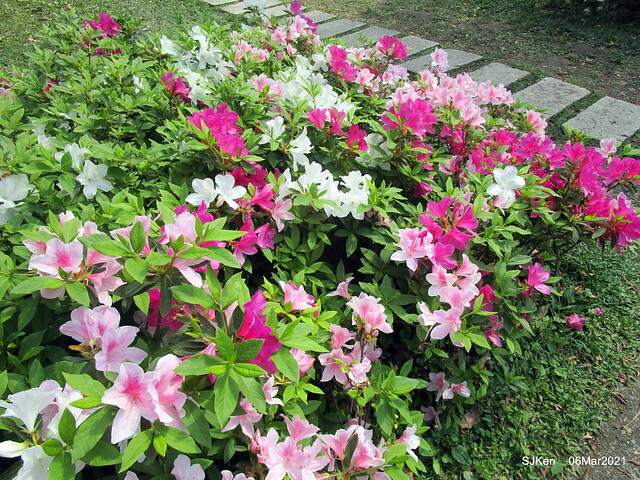 大安森林公園杜鵑花、繡球花與薰衣草花展(Rhododendron , Hydrangea & lavender flower exhibition at Daan Forest Park), Taipei, Taiwan, SJKen, Mar 1, 2021.