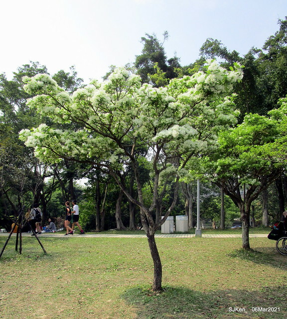 大安森林公園杜鵑花、繡球花與薰衣草花展(Rhododendron , Hydrangea & lavender flower exhibition at Daan Forest Park), Taipei, Taiwan, SJKen, Mar 1, 2021.