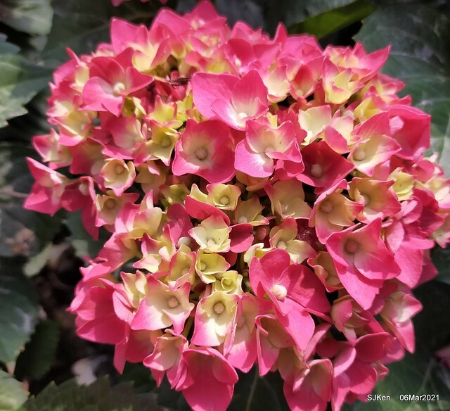 大安森林公園杜鵑花、繡球花與薰衣草花展(Rhododendron , Hydrangea & lavender flower exhibition at Daan Forest Park), Taipei, Taiwan, SJKen, Mar 1, 2021.