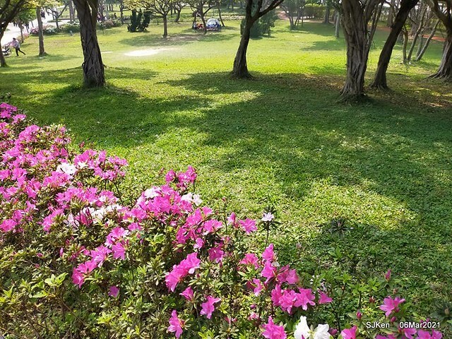 大安森林公園杜鵑花、繡球花與薰衣草花展(Rhododendron , Hydrangea & lavender flower exhibition at Daan Forest Park), Taipei, Taiwan, SJKen, Mar 1, 2021.