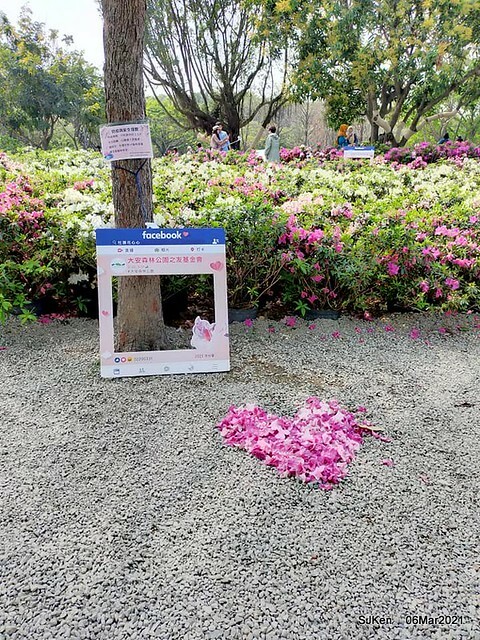大安森林公園杜鵑花、繡球花與薰衣草花展(Rhododendron , Hydrangea & lavender flower exhibition at Daan Forest Park), Taipei, Taiwan, SJKen, Mar 1, 2021.