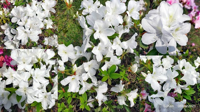 大安森林公園杜鵑花、繡球花與薰衣草花展(Rhododendron , Hydrangea & lavender flower exhibition at Daan Forest Park), Taipei, Taiwan, SJKen, Mar 1, 2021.