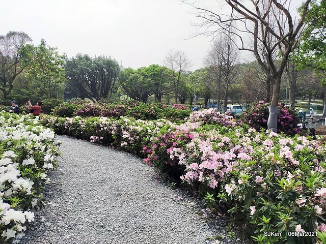 大安森林公園杜鵑花、繡球花與薰衣草花展(Rhododendron , Hydrangea & lavender flower exhibition at Daan Forest Park), Taipei, Taiwan, SJKen, Mar 1, 2021.