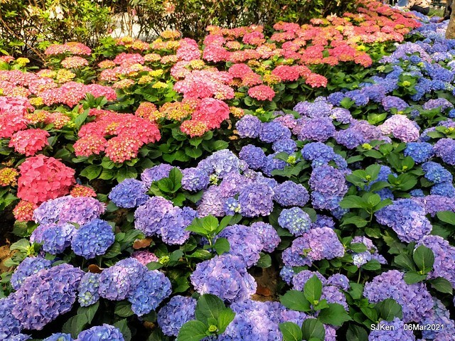 大安森林公園杜鵑花、繡球花與薰衣草花展(Rhododendron , Hydrangea & lavender flower exhibition at Daan Forest Park), Taipei, Taiwan, SJKen, Mar 1, 2021.