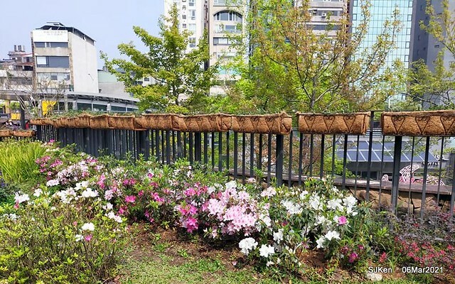 大安森林公園杜鵑花、繡球花與薰衣草花展(Rhododendron , Hydrangea & lavender flower exhibition at Daan Forest Park), Taipei, Taiwan, SJKen, Mar 1, 2021.