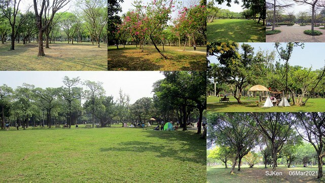 大安森林公園杜鵑花、繡球花與薰衣草花展(Rhododendron , Hydrangea & lavender flower exhibition at Daan Forest Park), Taipei, Taiwan, SJKen, Mar 1, 2021.