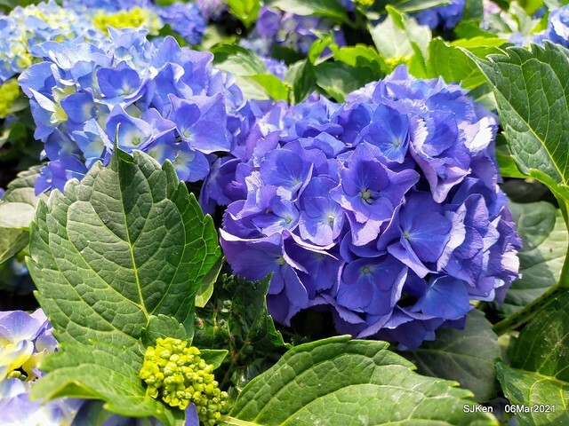 大安森林公園杜鵑花、繡球花與薰衣草花展(Rhododendron , Hydrangea & lavender flower exhibition at Daan Forest Park), Taipei, Taiwan, SJKen, Mar 1, 2021.