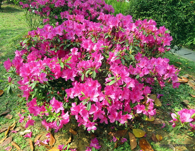 大安森林公園杜鵑花、繡球花與薰衣草花展(Rhododendron , Hydrangea & lavender flower exhibition at Daan Forest Park), Taipei, Taiwan, SJKen, Mar 1, 2021.