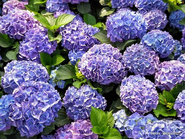 大安森林公園杜鵑花、繡球花與薰衣草花展(Rhododendron , Hydrangea & lavender flower exhibition at Daan Forest Park), Taipei, Taiwan, SJKen, Mar 1, 2021.