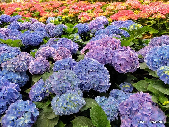 大安森林公園杜鵑花、繡球花與薰衣草花展(Rhododendron , Hydrangea & lavender flower exhibition at Daan Forest Park), Taipei, Taiwan, SJKen, Mar 1, 2021.
