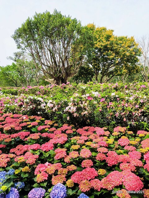 大安森林公園杜鵑花、繡球花與薰衣草花展(Rhododendron , Hydrangea & lavender flower exhibition at Daan Forest Park), Taipei, Taiwan, SJKen, Mar 1, 2021.