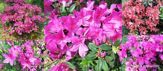 大安森林公園杜鵑花、繡球花與薰衣草花展(Rhododendron , Hydrangea & lavender flower exhibition at Daan Forest Park), Taipei, Taiwan, SJKen, Mar 1, 2021.