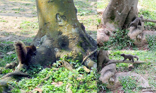 大安森林公園杜鵑花、繡球花與薰衣草花展(Rhododendron , Hydrangea & lavender flower exhibition at Daan Forest Park), Taipei, Taiwan, SJKen, Mar 1, 2021.