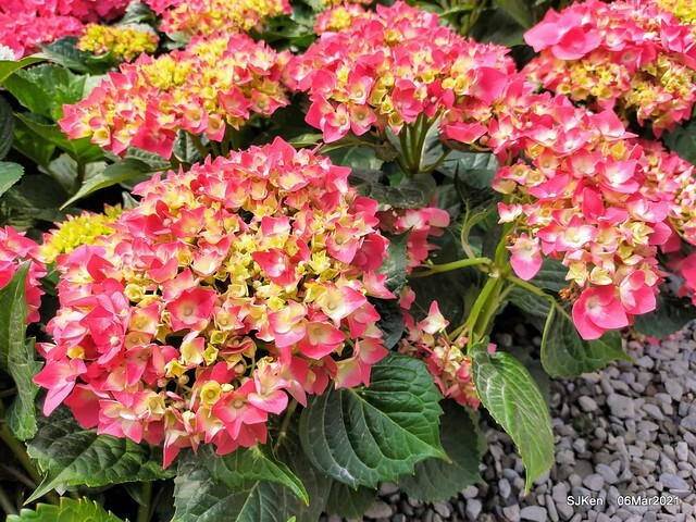 大安森林公園杜鵑花、繡球花與薰衣草花展(Rhododendron , Hydrangea & lavender flower exhibition at Daan Forest Park), Taipei, Taiwan, SJKen, Mar 1, 2021.