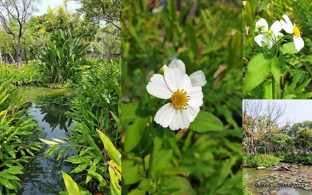 大安森林公園杜鵑花、繡球花與薰衣草花展(Rhododendron , Hydrangea & lavender flower exhibition at Daan Forest Park), Taipei, Taiwan, SJKen, Mar 1, 2021.