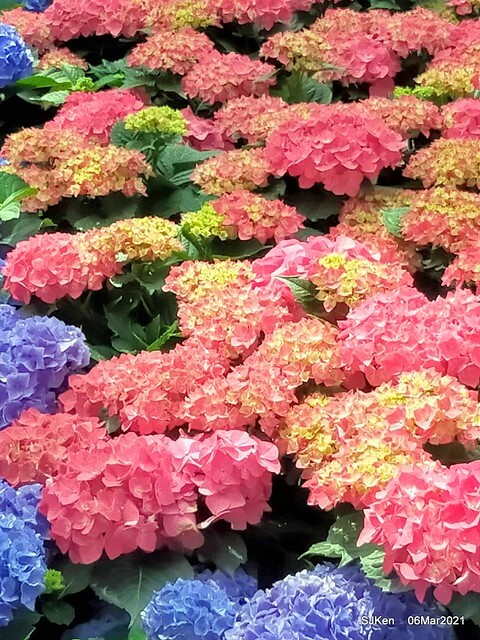 大安森林公園杜鵑花、繡球花與薰衣草花展(Rhododendron , Hydrangea & lavender flower exhibition at Daan Forest Park), Taipei, Taiwan, SJKen, Mar 1, 2021.