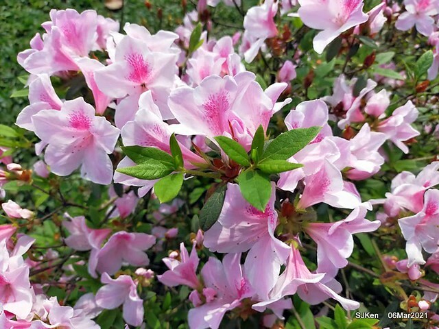 大安森林公園杜鵑花、繡球花與薰衣草花展(Rhododendron , Hydrangea & lavender flower exhibition at Daan Forest Park), Taipei, Taiwan, SJKen, Mar 1, 2021.