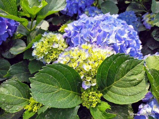 大安森林公園杜鵑花、繡球花與薰衣草花展(Rhododendron , Hydrangea & lavender flower exhibition at Daan Forest Park), Taipei, Taiwan, SJKen, Mar 1, 2021.
