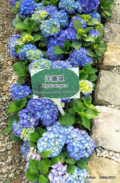 大安森林公園杜鵑花、繡球花與薰衣草花展(Rhododendron , Hydrangea & lavender flower exhibition at Daan Forest Park), Taipei, Taiwan, SJKen, Mar 1, 2021.
