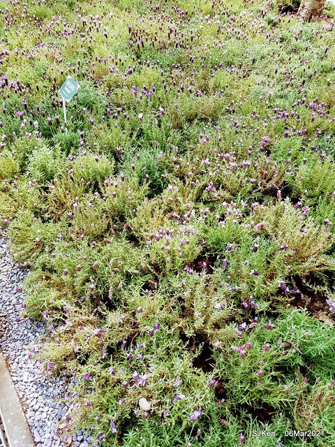 大安森林公園杜鵑花、繡球花與薰衣草花展(Rhododendron , Hydrangea & lavender flower exhibition at Daan Forest Park), Taipei, Taiwan, SJKen, Mar 1, 2021.