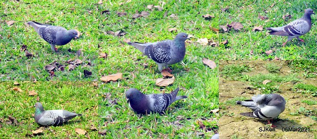 大安森林公園杜鵑花、繡球花與薰衣草花展(Rhododendron , Hydrangea & lavender flower exhibition at Daan Forest Park), Taipei, Taiwan, SJKen, Mar 1, 2021.
