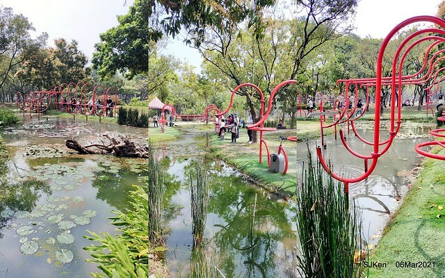 大安森林公園杜鵑花、繡球花與薰衣草花展(Rhododendron , Hydrangea & lavender flower exhibition at Daan Forest Park), Taipei, Taiwan, SJKen, Mar 1, 2021.